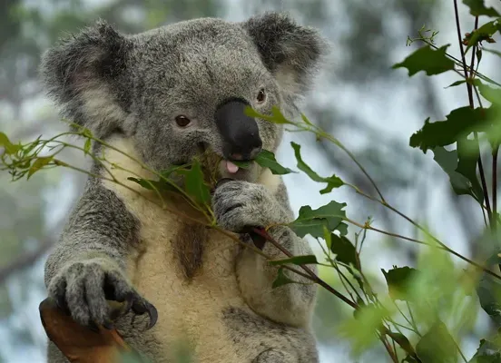 An Australian sanctuary cancels the "koala hugging" activity