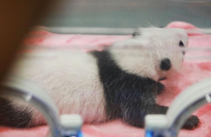 Athletes from all over the world capture the "cutest cub" national treasure at the Chengdu Universiade | Giant Panda | Universiade