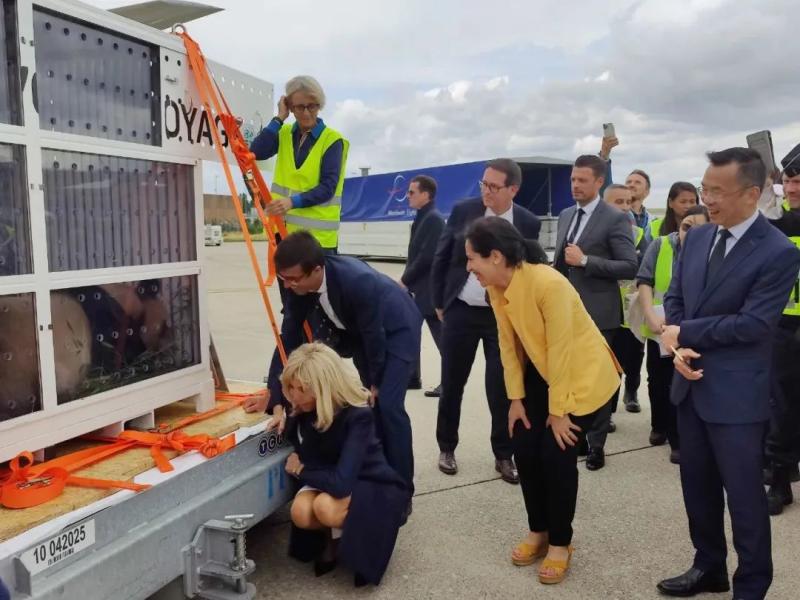 Giant pandas fulfill their dreams and return to their home country, French President's wife sees them off at Bovary Zoo | France | Giant pandas