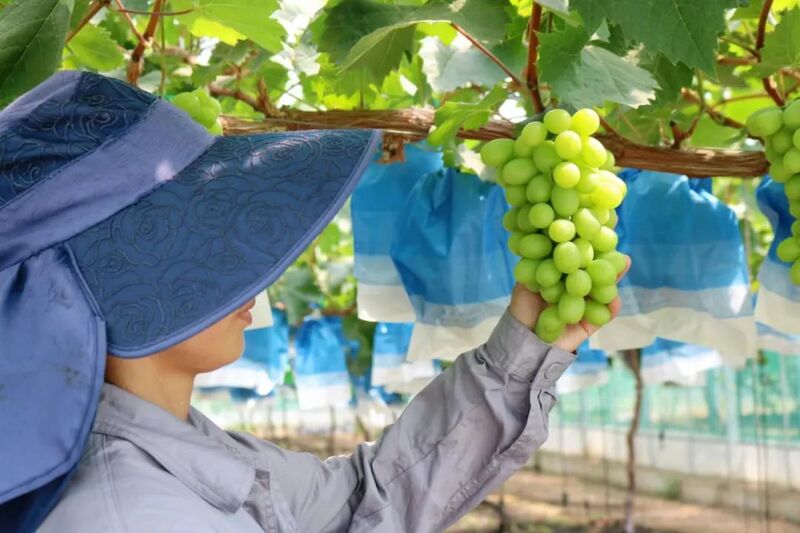 Countryside are sending out invitations to the world with good farmland, and Shanghai is launching "agricultural investment promotion" projects | agriculture | good farmland