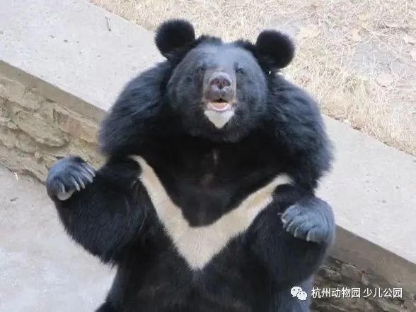 Malay bear!, Is the standing and waving "black bear" disguised as a human? Hangzhou Zoo response: This is a "popular" real bear tourist | black bear | Malay bear