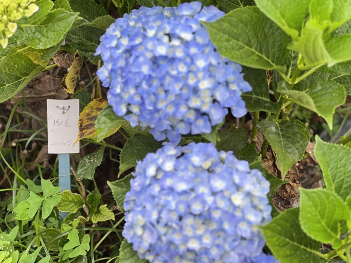 Who was ultimately harmed by infringement? The lawsuit against the best-selling domestically produced hydrangea flower has reached the highest court