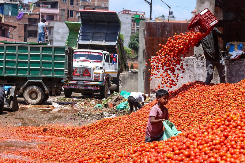 Demanding fair pricing, [Looking at the World] Nepalese farmers dumping large amounts of tomatoes to protest against the Nepalese government | Uganda | Protest demand