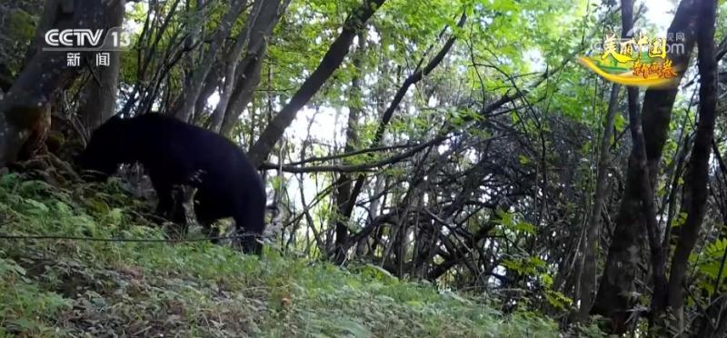 Natural harmony! The number of black bears is gradually increasing, and everyone is sharing the protection of green mountains and rivers