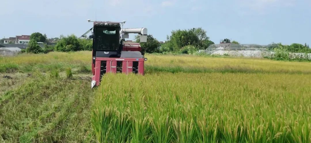 New rice will gradually be served on the dining tables of citizens, and the National Day rice will be harvested by opening the sickle