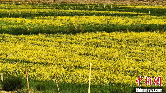 新疆托克逊县千亩油菜花盛开天山|蓝天|油菜花