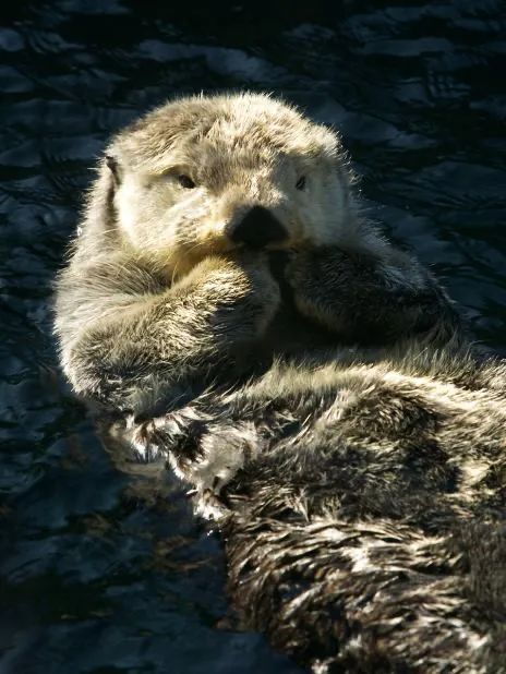 Giant pandas rank third, selected by foreign media as the world's cutest wild animal | sea otters | giant pandas