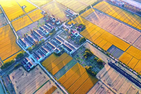The "Poetic Picture Scroll" of Songjiang's Golden Autumn opens, and the charm of Maotian's thirteen villages, one village and one township