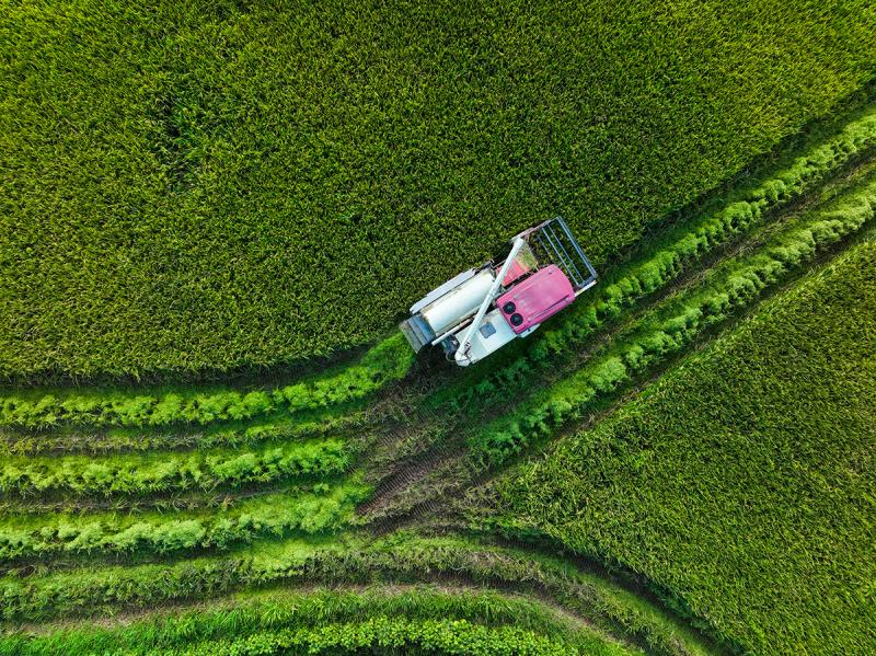 高清大图丨重庆永川：机械化作业为水稻收割按下快进键水稻|记者|重庆永川