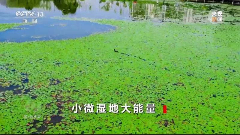 Focus Interview | Good Water Small and Micro Wetlands Raised | Large Energy Wetlands | Ecology | Energy