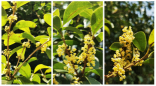 The "wind vane" of Shanghai osmanthus season has finally returned to normal, and the flowering period has been disrupted for three years