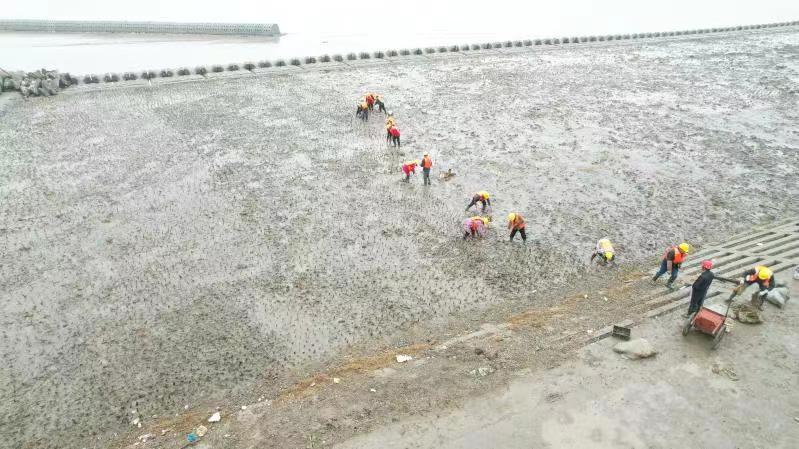 The first article will appear at the end of September this year, and Shanghai will have two more "breathing" lines that can be close to the coastline of the ocean | Ecology | Shanghai