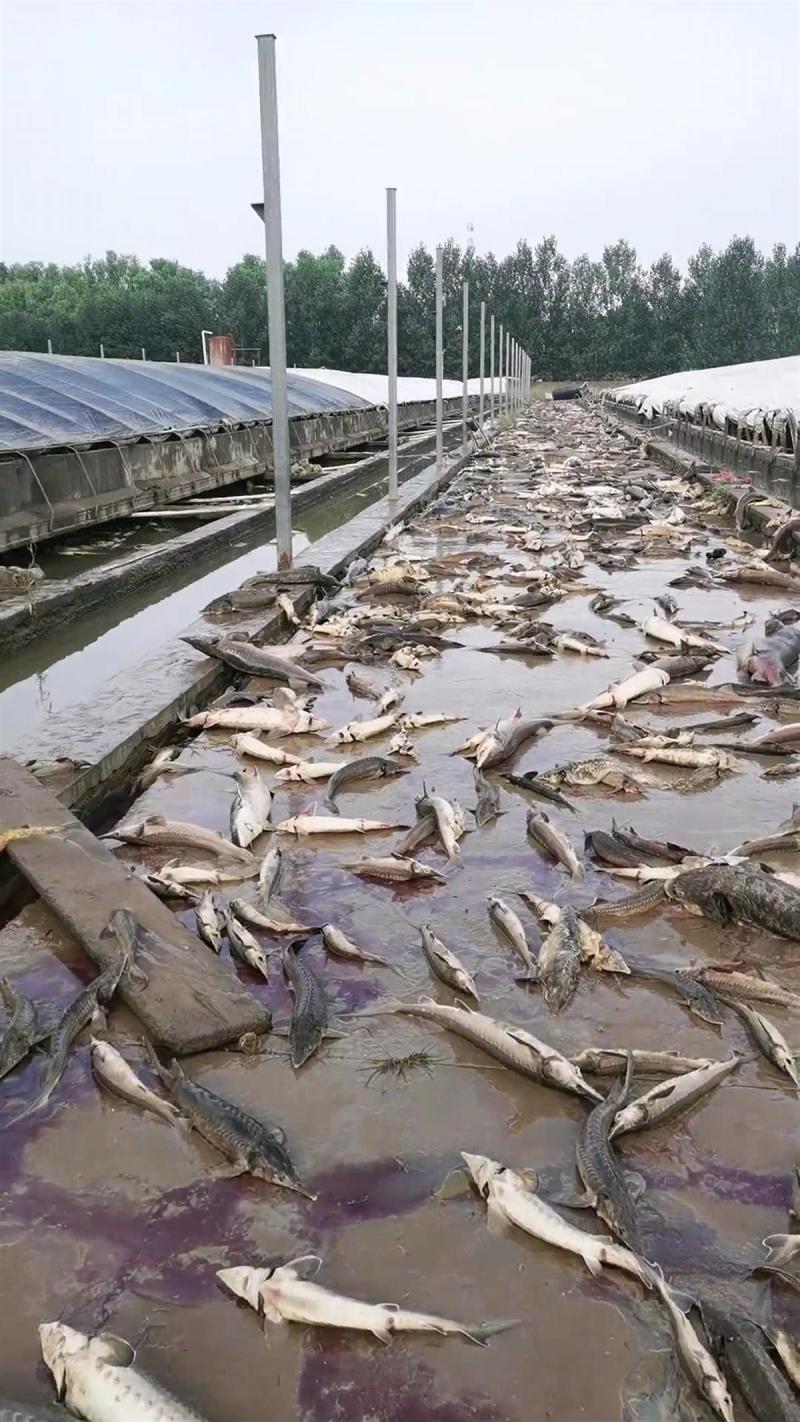 Urgent for harmless treatment, boss: Nearly 800000 kilograms of fish have died, floods have hit an aquaculture farm in Zhuozhou Video | manpower | boss