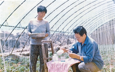 Helping farmers build greenhouses to become doctors for vegetables (telling a lifetime story) Ulanqab | Guan Huiming | Greenhouses for vegetables