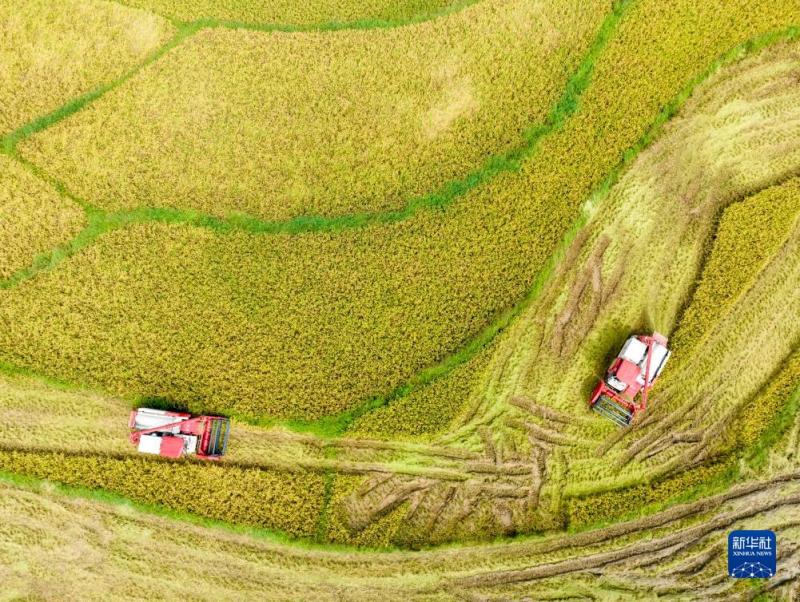 Rushing for Farming Season: "Double Snatching" in Huashan Village, Jingzi Town, Shuangfeng County, Loudi City, Hunan Province | Baibi Village, Jingzi Town, Shuangfeng County, Loudi City, Hunan Province | Double Snatching