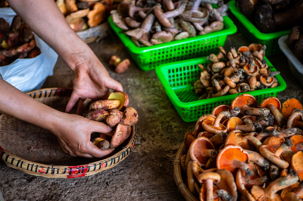 These seven places are classified as high-risk areas, and Yunnan is classified as a high-risk, medium, and low-risk area for wild mushroom poisoning. Poisoning incidents | Yunnan | Local