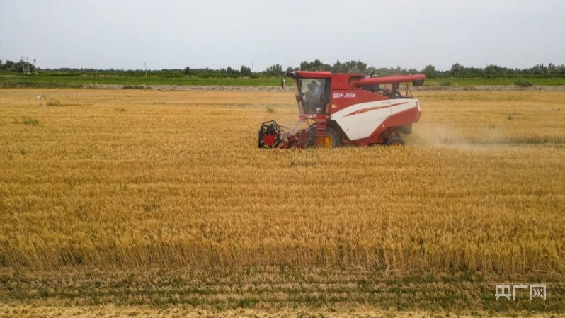 Harvest "New" Prosperous Scenery | Wheat Waves Bring Joy to Harvest Technicians | Wheat | Wheat Waves