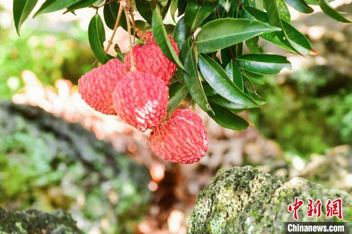Using Fruits as a Medium, Hainan Litchi Goes Out of the Distinctive "Rural Revitalization Road" Ancient Road | Litchi | Distinctive Features