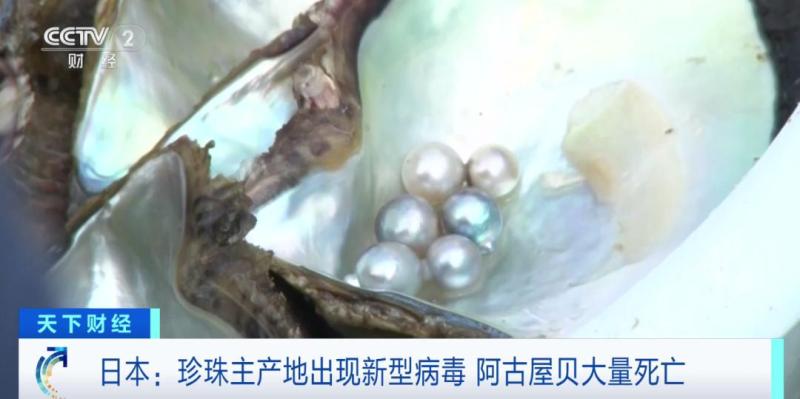 Over 60% increase in one year! Why are Japanese seawater pearls so expensive?, Prices continue to rise in the market | Pearl | Seawater