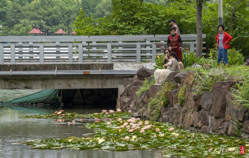 The refreshing fragrance fills the heart and soul, and the "water beauty" in Daning Park blooms with water lilies