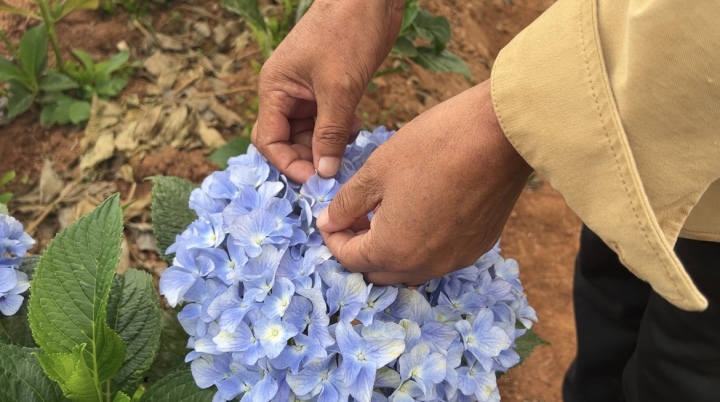 Who was ultimately harmed by infringement? The lawsuit against the best-selling domestically produced hydrangea flower has reached the highest court