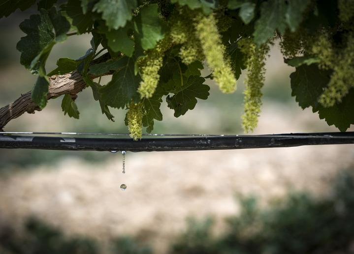 Creating a "Purple Miracle" on the Gobi Desert - A New Observation on the Development of Ningxia Wine Industry Grapes | Ningxia