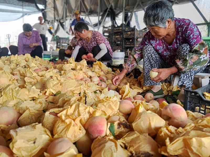 There is a reason for stubbornness, orchard owner: just after picking, boarding the plane, Nanhui peaches resume export, Singapore misses Shanghai fruits, Shanghai real estate fruits | export | inspection upon arrival | customs | supermarkets | Singapore | epidemic | restart | peaches | Nanhui