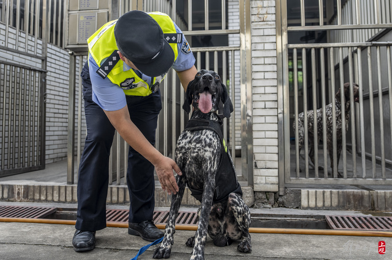 一不小心成了网红,轨道警犬“虎头”带着健硕胸肌“入职”胸肌