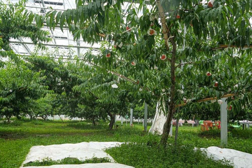 Farmers in Yangshan, Wuxi have come to see that someone has grown peaches for 88 yuan each and planted them in Shanghai | Orchards | Farmers