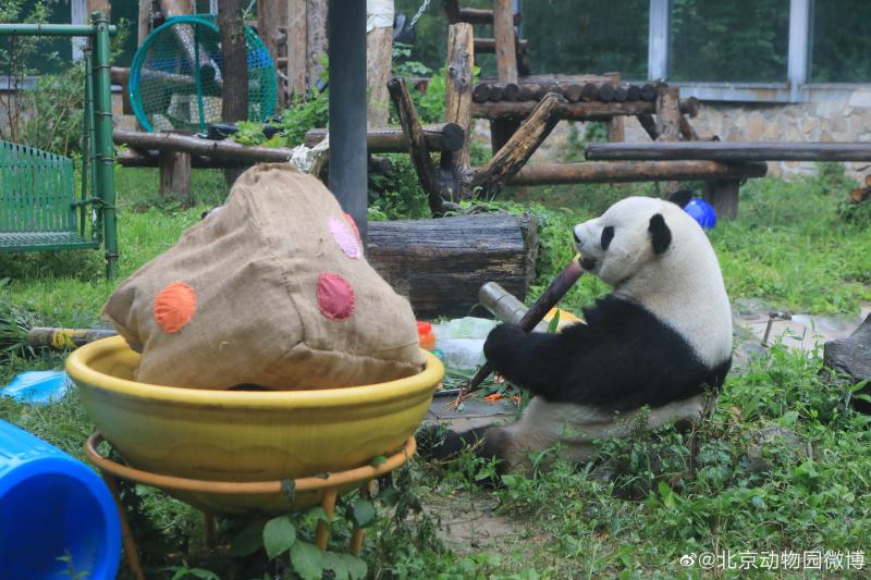 祝三只“小熊友”生日快乐,大熊猫萌兰、花花、和叶同日庆生中国|蛋糕|花花|动物园|北京|萌兰|生日|大熊猫