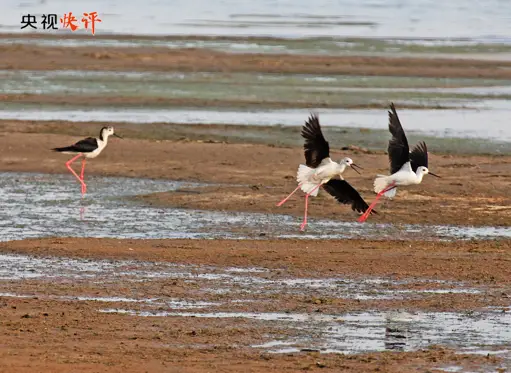 [CCTV Quick Comment] Strive to write a chapter of Chinese-style modernization in Qinghai