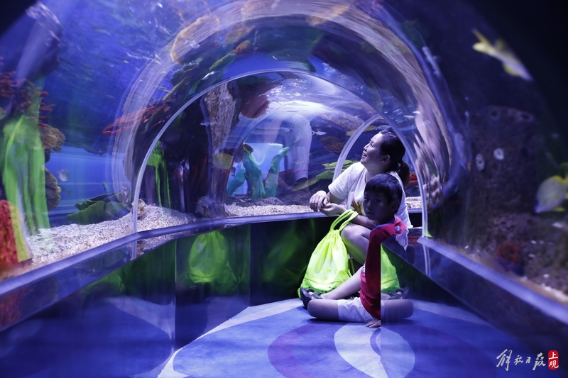 Building an Aquarium in a Shopping Center: Meilong | Aquarium with Over 100 Species of Marine Organisms Bringing Self Flow