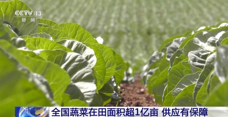 The vegetable basket is stable! More than 100 million acres of vegetables in the field nationwide. Weather | High temperature | Vegetable basket