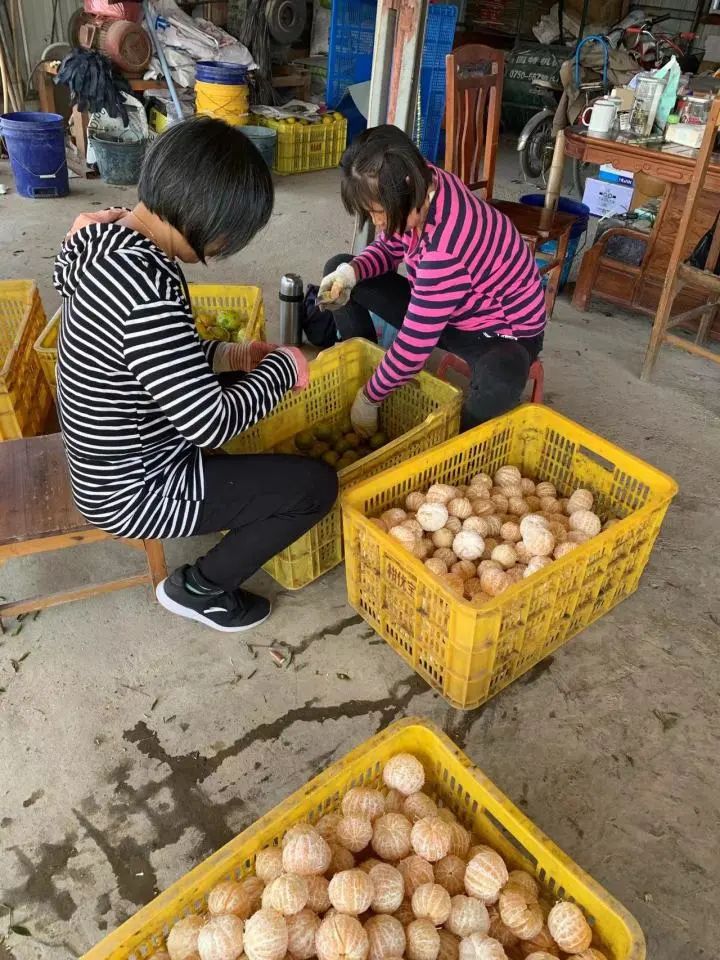 究竟为什么？,杭州爸爸囤了几百斤留给女儿做嫁妆……陈皮价格暴涨新会|剥皮|陈皮