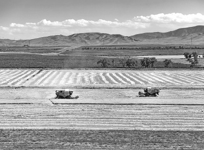 Decoding the Three Treasures of Xinjiang Summer Grain Harvest Area | Wheat | Summer Grain