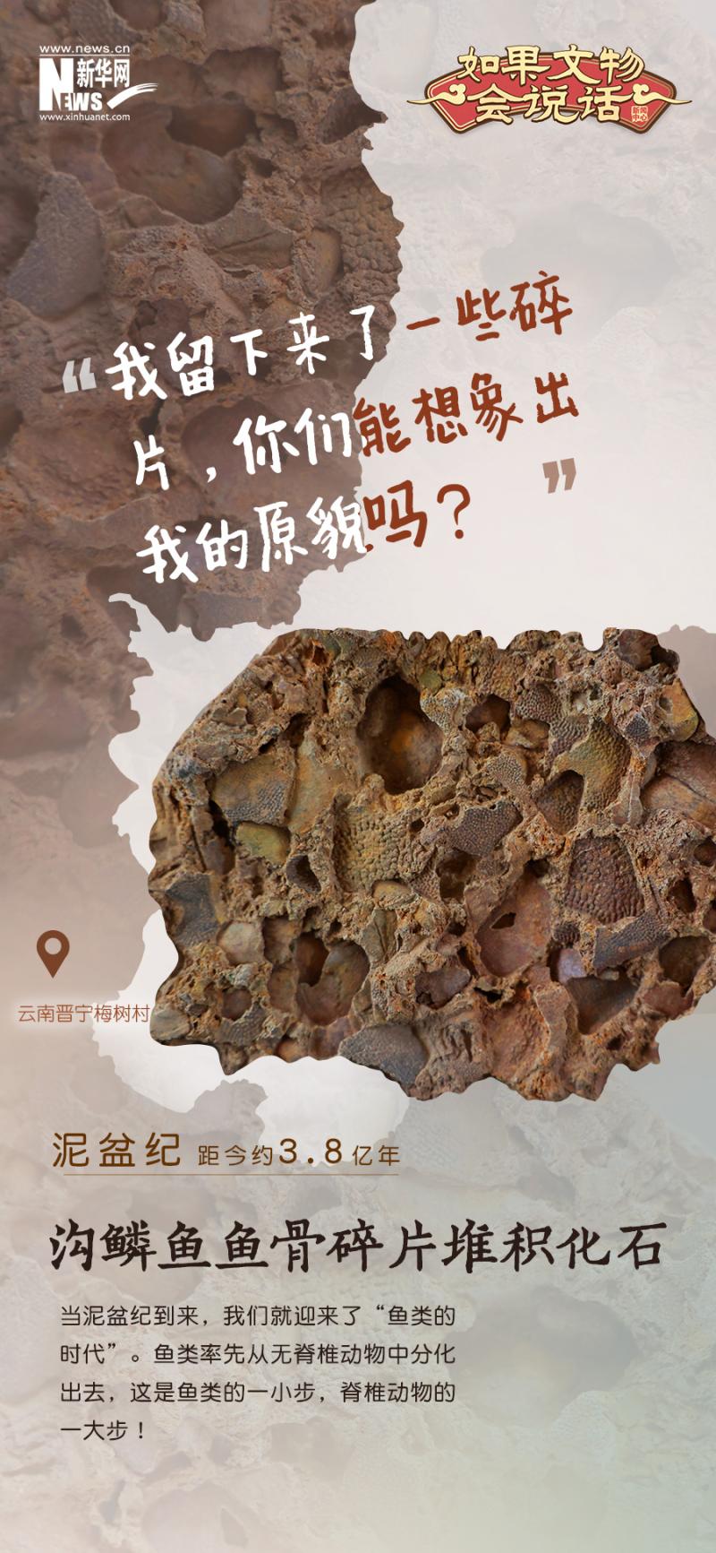 If cultural relics can speak, it's interesting to see the Meishu Village fossil group for 500 million years at a glance! Life | Meishu Village