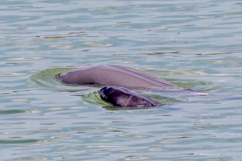 The finless porpoise molts its skin! A rare scene in the middle of the river, first captured in white | speckled | Jiangzhong