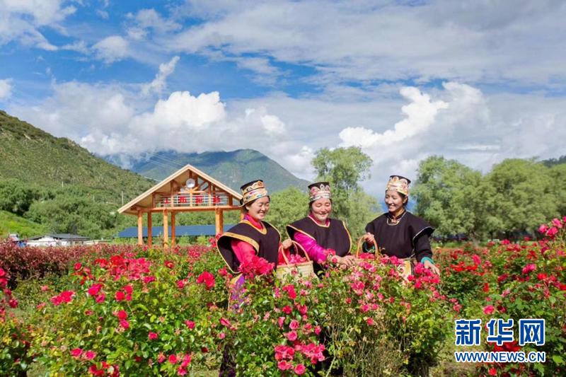我们的家园·西藏篇|林芝：大力发展生态旅游与特色产业全面推进乡村振兴农业|乡镇村|生态旅游