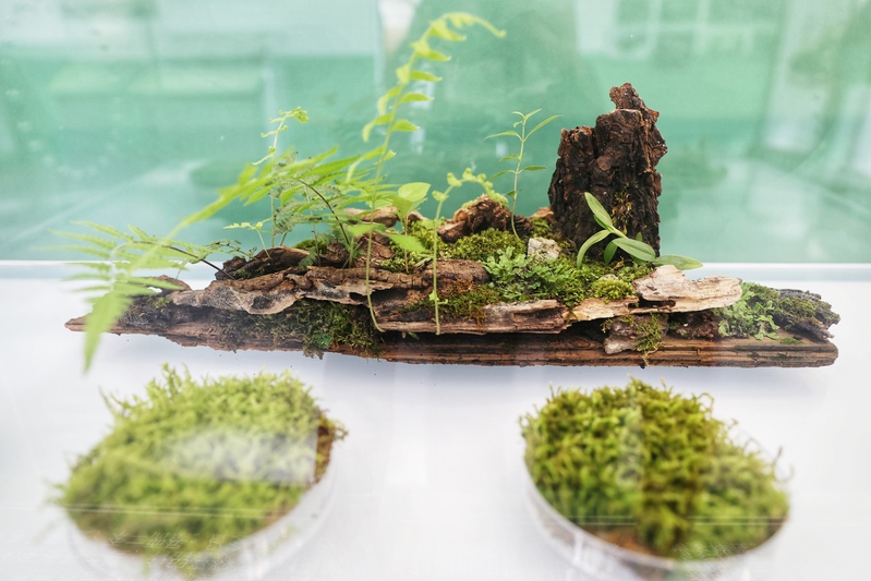 Take a spiritual rest journey coexisting with moss, and get close to the miniature jungle landscape atrium of the self museum | moss | jungle