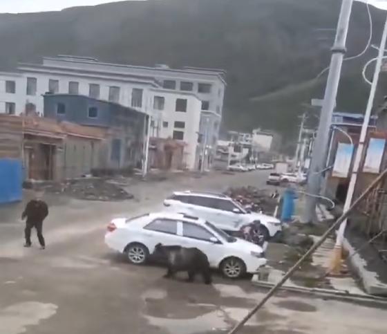 Don't dare to move, turn over the wall, dismantle the iron gate... bear haunts the center of a county town in Xizang frequently? Local response: National second level protected animal personnel | Video | National