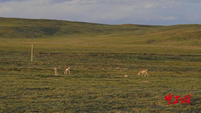 Encounter plateau elves! Open the Ecological Scroll of Sanjiangyuan National Park | Reporter | National