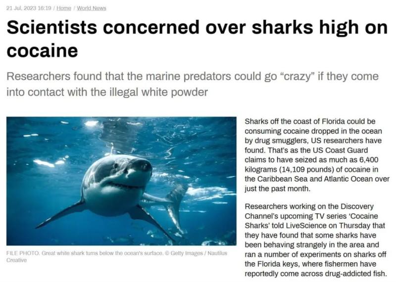 美国专家：佛州鲨鱼可能嗑药上瘾了毒品|海岸|美国