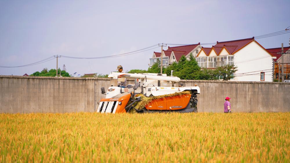 亩产500公斤以上…节水抗旱稻“八月粳”在闵行浦江镇开镰,生育期3个多月闵行区|水稻|闵行