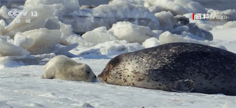 The procuratorial organs have pioneered the "collaborative litigation and rescue" mechanism to ensure the safe "return" of spotted seals for public welfare | protection | mechanism to facilitate the safe "return" of spotted seals