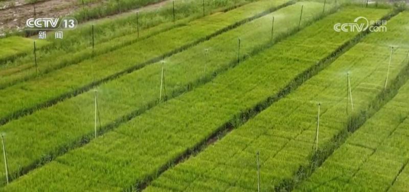 Promoting "Industrialized" Late Rice Seedling Technology to Assist Agriculture in Sowing and Harvesting Hope Early Rice | Late Rice | Hope