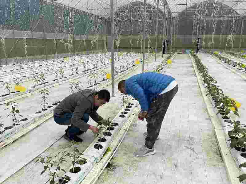 Jointly promoting green agricultural development, I will send you seeds... Shanghai and Yunnan agricultural technicians exchange "family background", you will send me insect technology | agriculture | family background