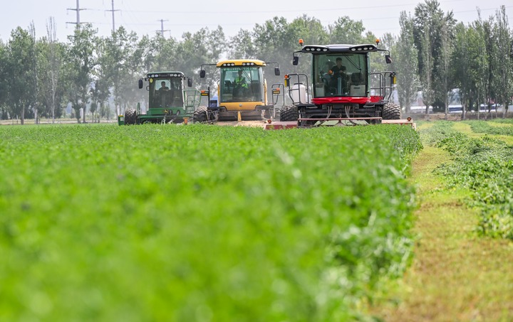 Hohhot: High quality forage yields a bountiful harvest of alfalfa | Planting | Hohhot