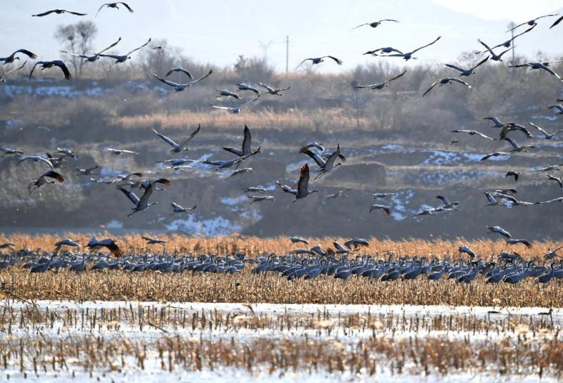 Migratory Birds Migrate, Dance, and Share Destiny - Observation of China's Ecological Civilization Practice in the Sunset | Luo Qi, Wei Meng, Jia, Cheng Yunjie | Migratory Birds | China
