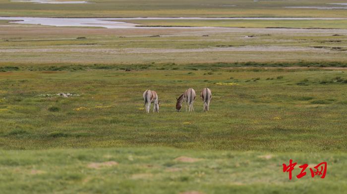 Encounter plateau elves! Open the Ecological Scroll of Sanjiangyuan National Park | Reporter | National