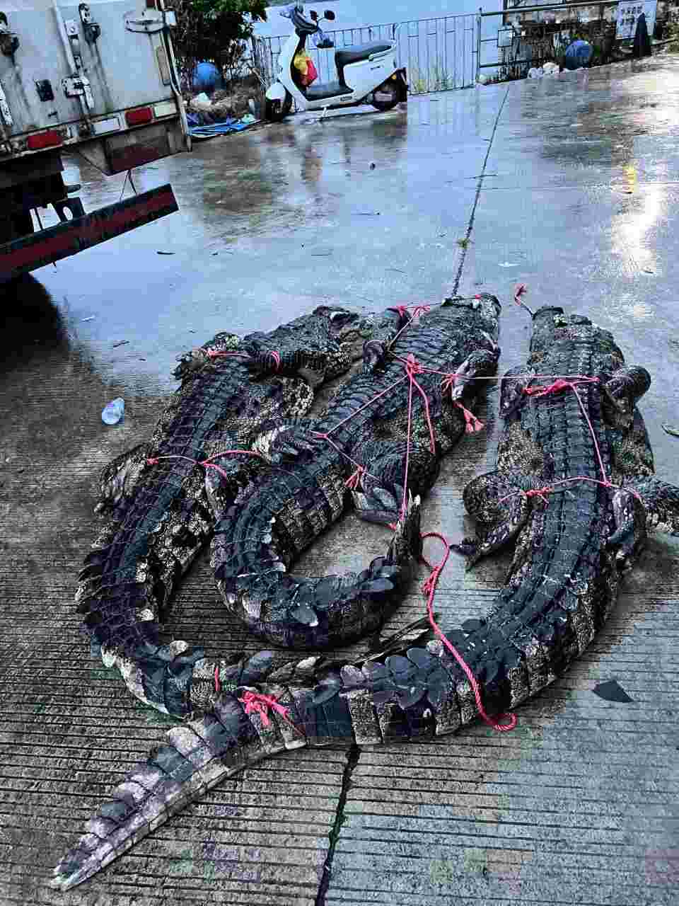 Both killed and electrocuted were reported, and the Maoming Agriculture and Rural Bureau responded with "over 70 crocodiles fleeing": some have been recaptured